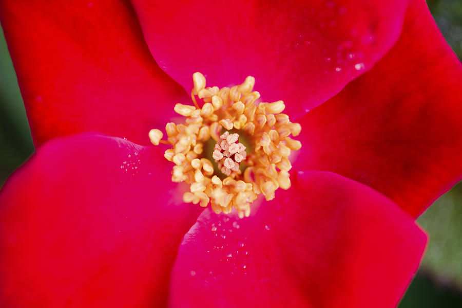 This is a Red Knockout Rose Photograph by Rich Franco