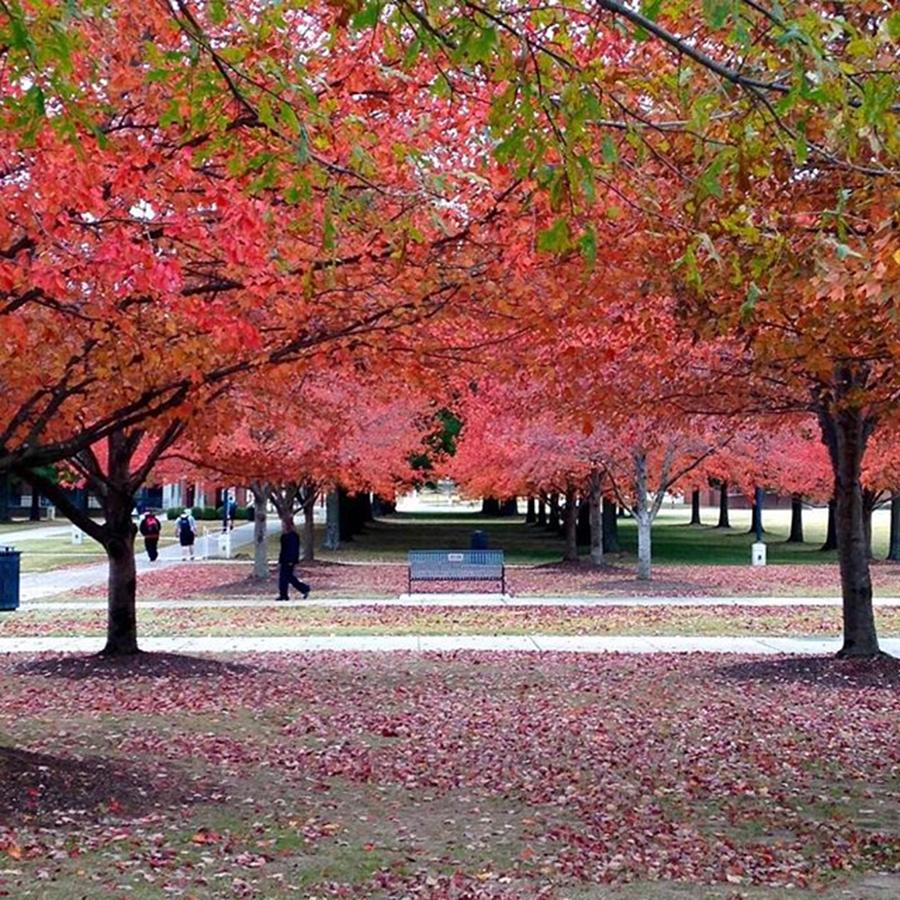 Beautiful Campus Photograph by Gabrielle Coleman
