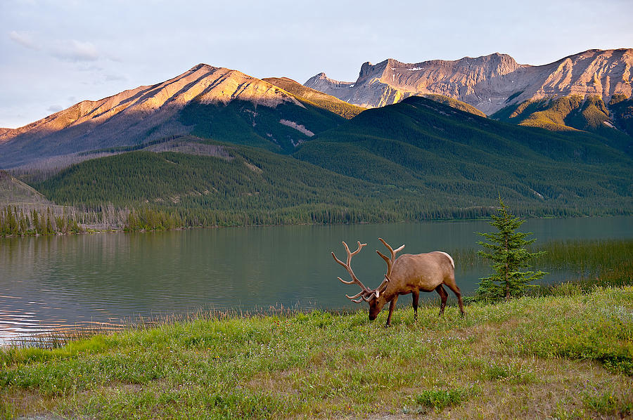 Mountain Photograph - This is Alberta 10 - Bucks Sunset Snack by Paul W Sharpe Aka Wizard of Wonders