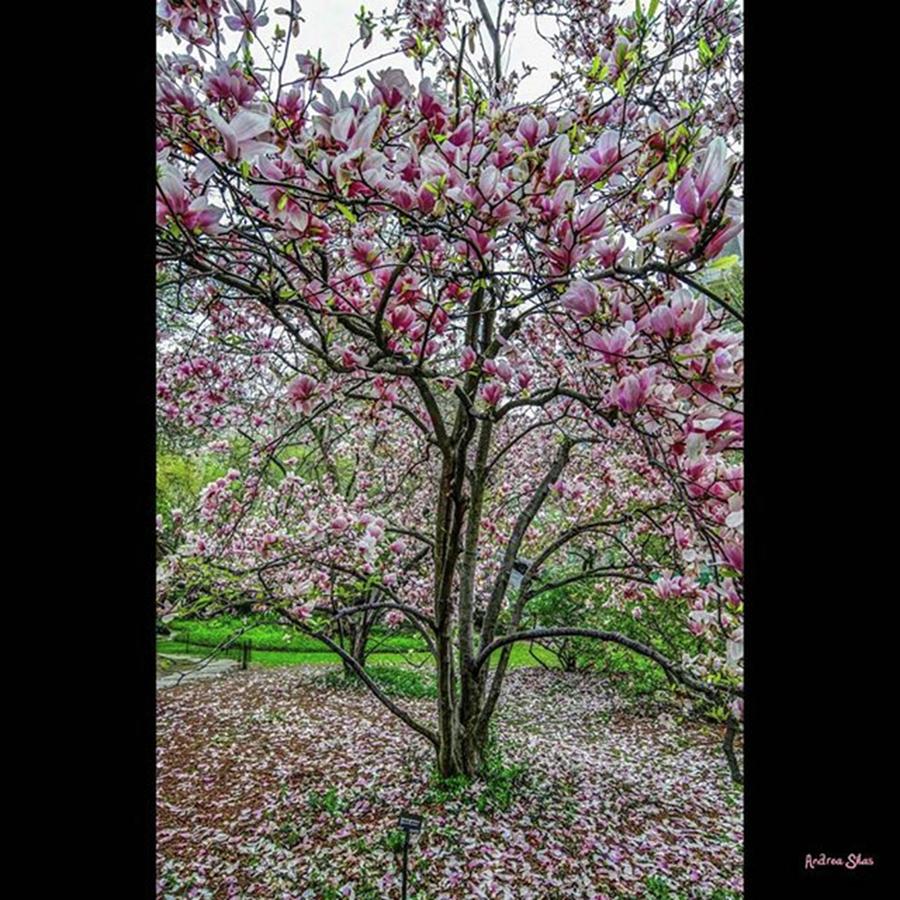 Spring Photograph - This Is At #centralpark In #nyc In The by Andrea Silas