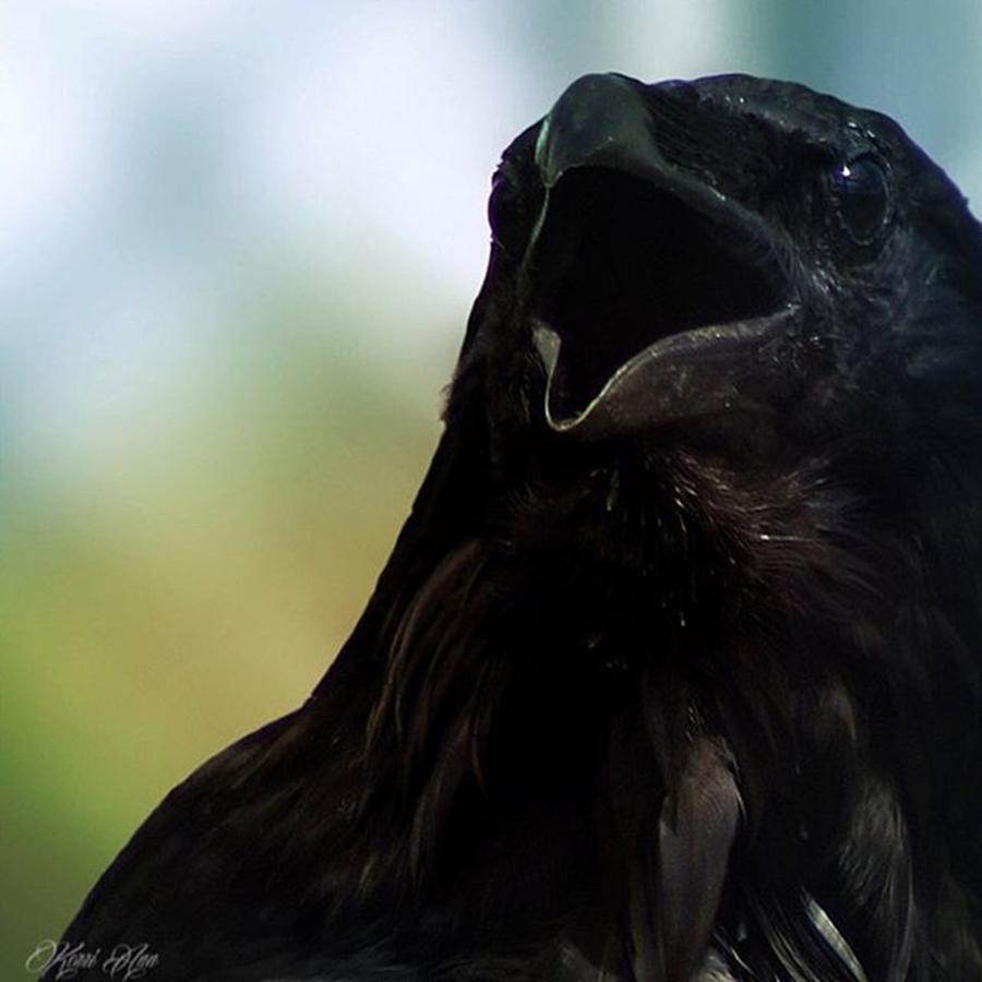 Feather Photograph - This Is Huginn, 34 Year Old Raven by Kerri Ann McClellan