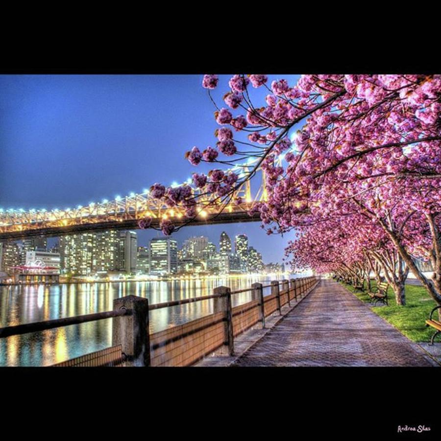New York City Photograph - This Is In #nyc At #rooseveltisland by Andrea Silas
