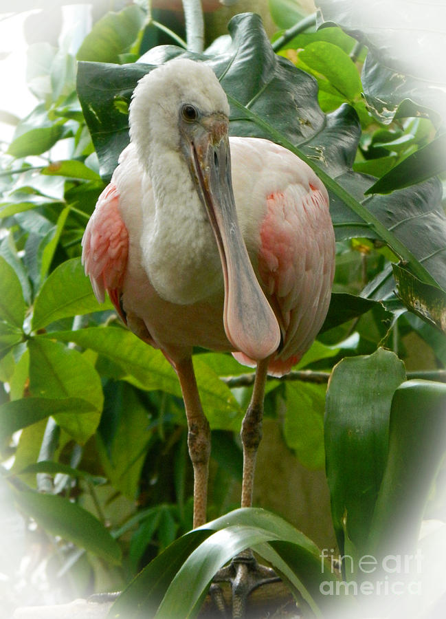 Spoonbill Photograph - This Is My Good Side by Emmy Vickers