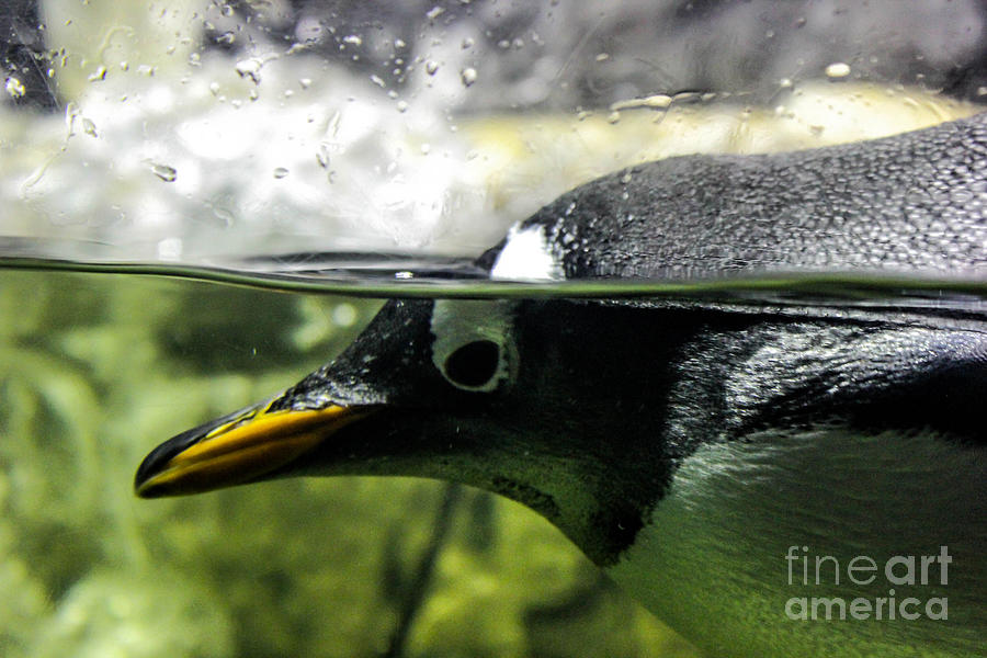 Penguin Photograph - This Is My Good Side by Stephanie Hanson