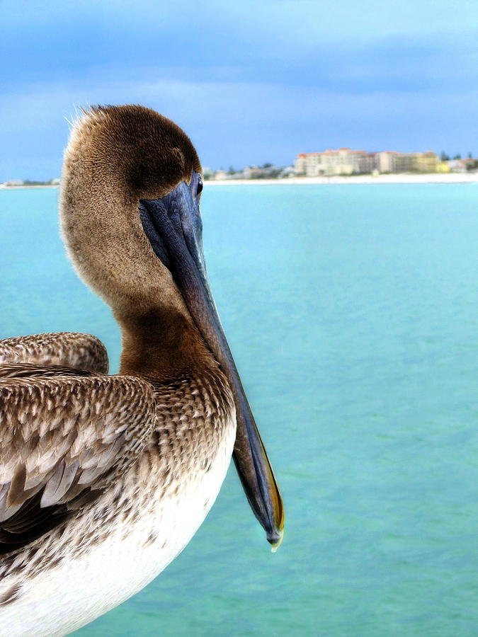 This Is My Town - Pelican at Clearwater Beach Florida  Photograph by Angela Rath