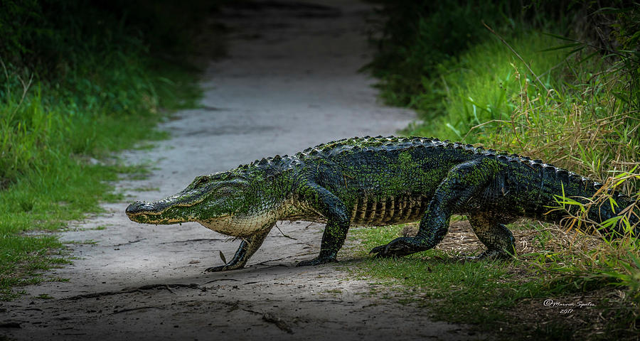 Alligator Photograph - This is My Trail by Marvin Spates