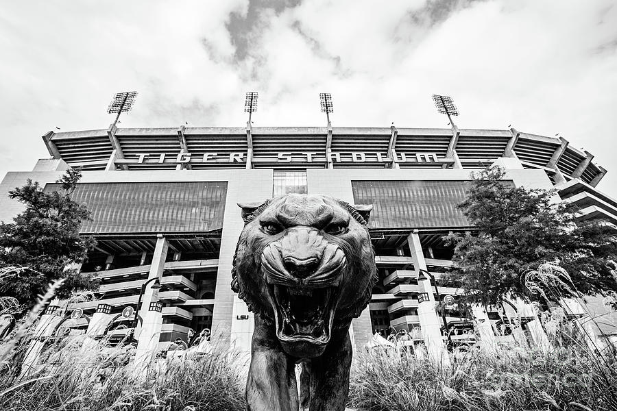 This is Where the Tigers Play - BW Photograph by Scott Pellegrin