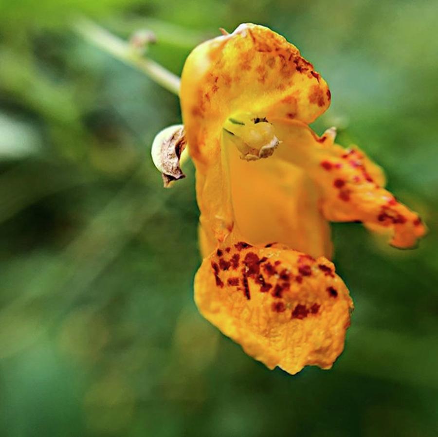 Flower Photograph - This Jewelweed Flower (impatiens by Jori Reijonen