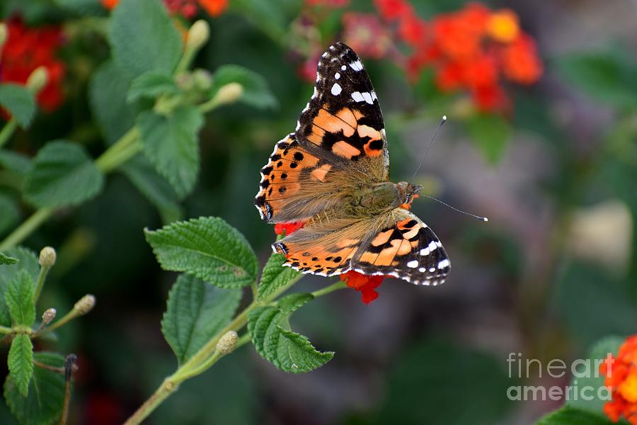 Flower Photograph - This Lady Spreads Her Wings by Janet Marie