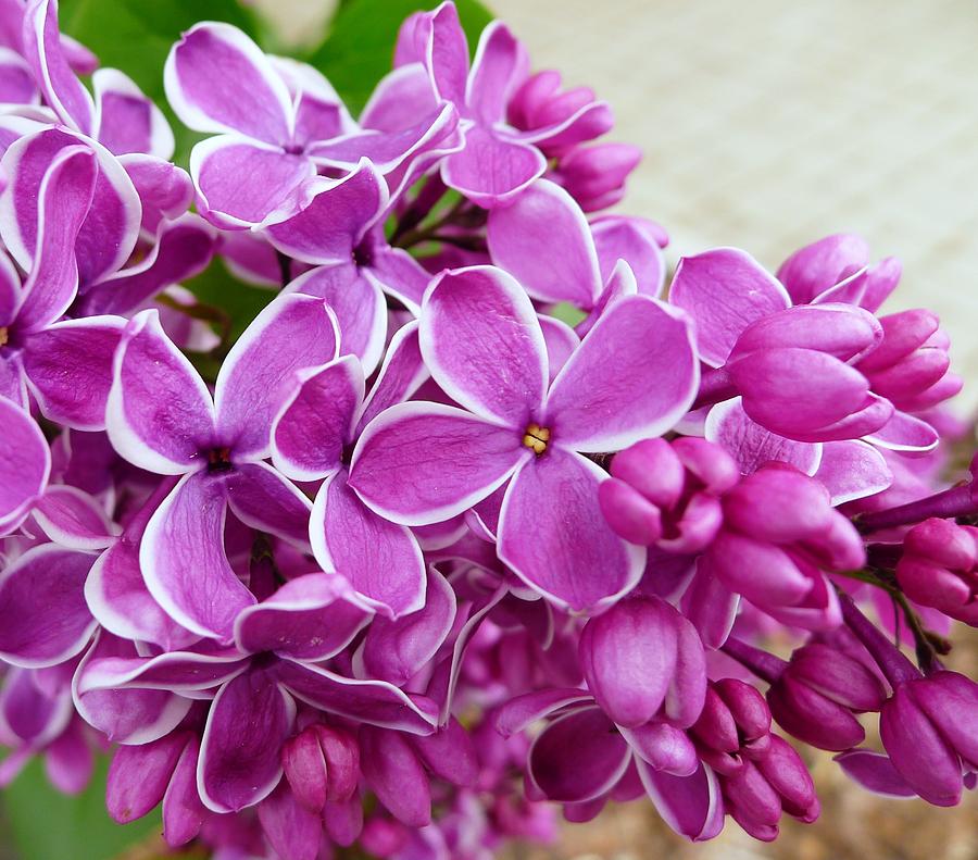 Flower Photograph - This lilac has flowers with a white edging. 4  by Regina Donetskaya