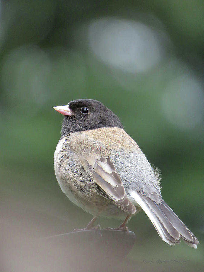 This Little Bird - Dark Eyed Junco - Avian Art and Photography - Small Birds Photograph by Brooks Garten Hauschild