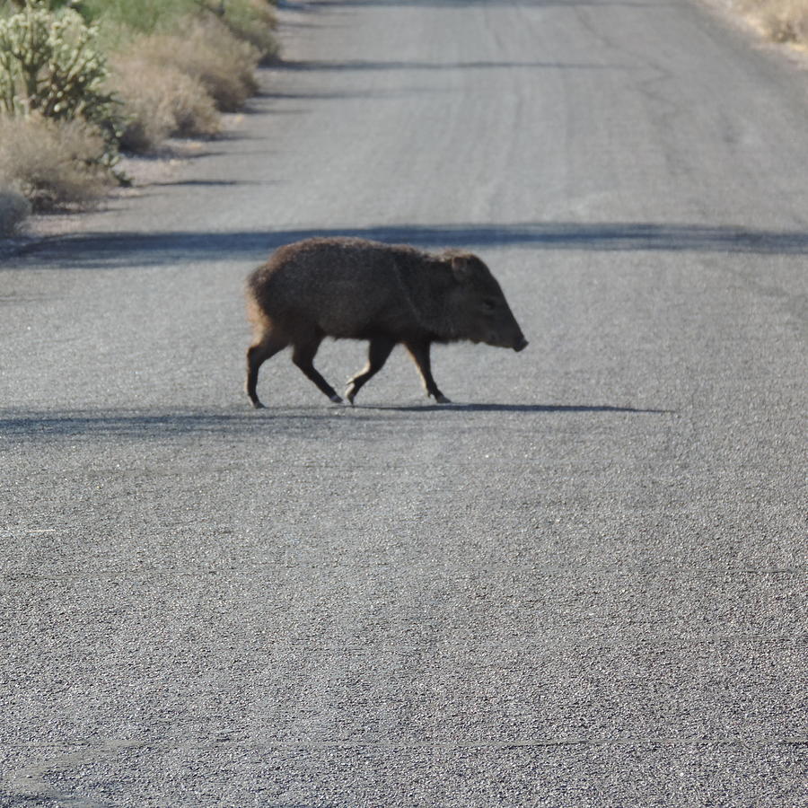 This Little Peccary Photograph by Bill Tomsa