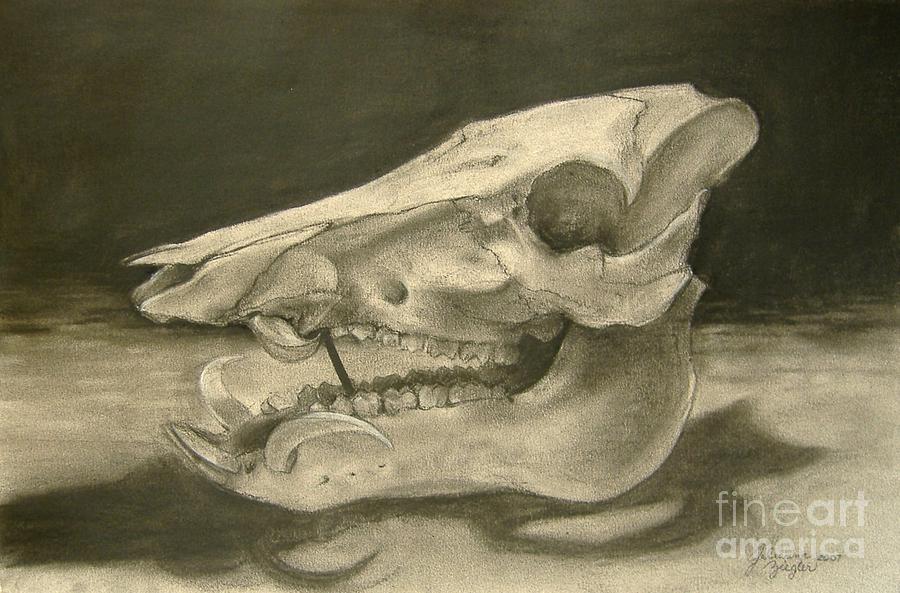 Pig Skull Drawing - This Little Piggy by Julianna Ziegler Pig Skull Drawing - This Little Piggy by Julianna Ziegler