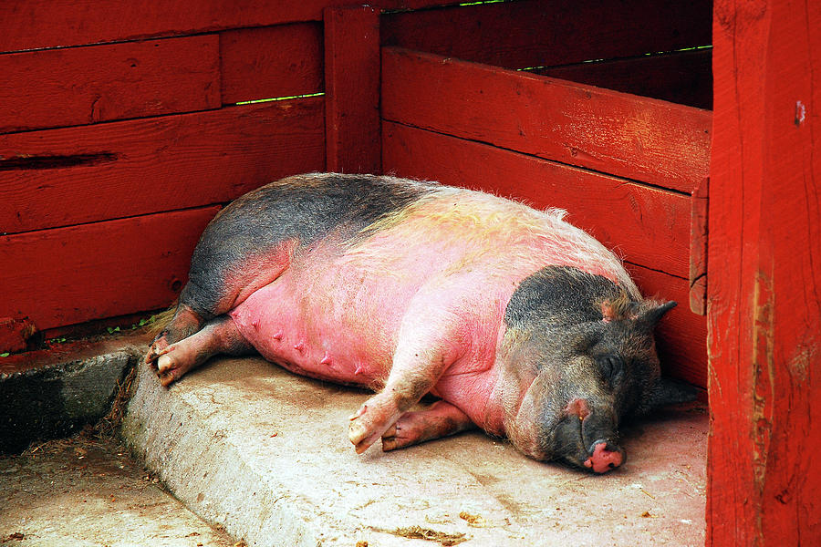 Pig Photograph - This little piggy went to sleep by James Kirkikis