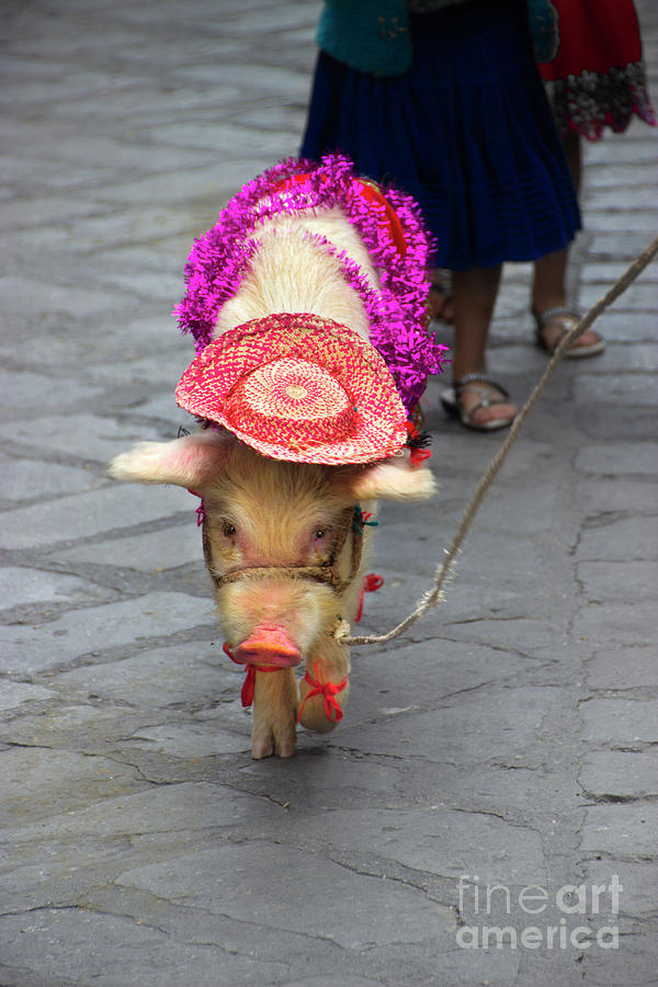 This Little Piggy Went To The Market Photograph by Al Bourassa