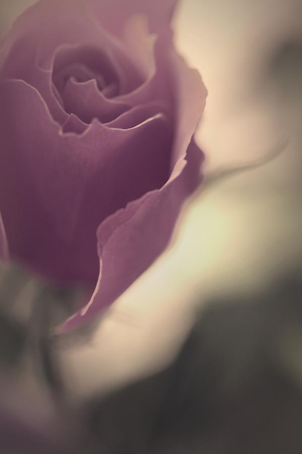This Love Rose Photograph by The Art Of Marilyn Ridoutt-Greene