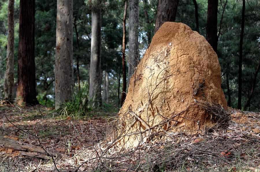 This Mound Has Termites Photograph by Nicholas Blackwell