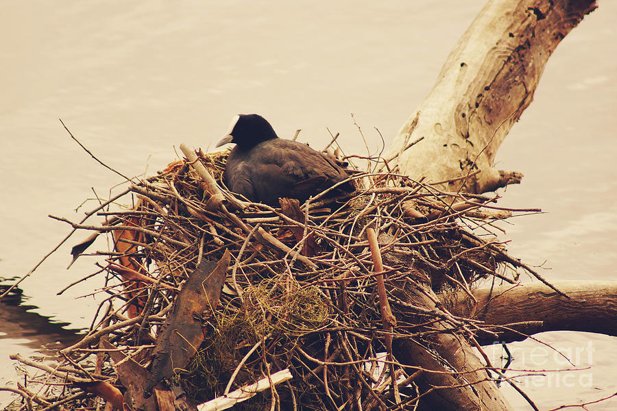 This Nest is Best Photograph by Cassandra Buckley