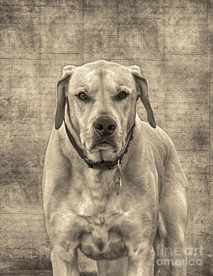 This Old Boy Photograph by Mim White