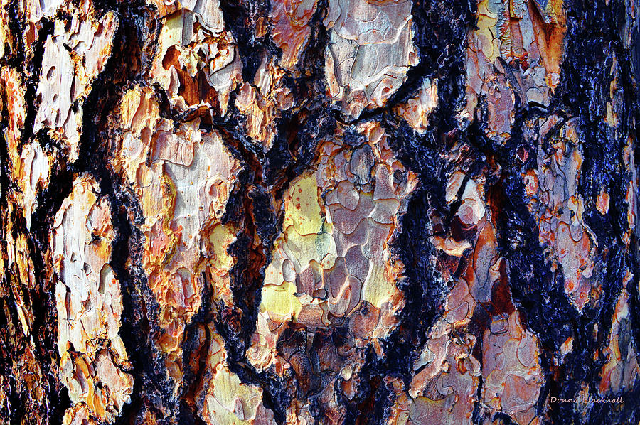 Tree Photograph - This Old Skin by Donna Blackhall