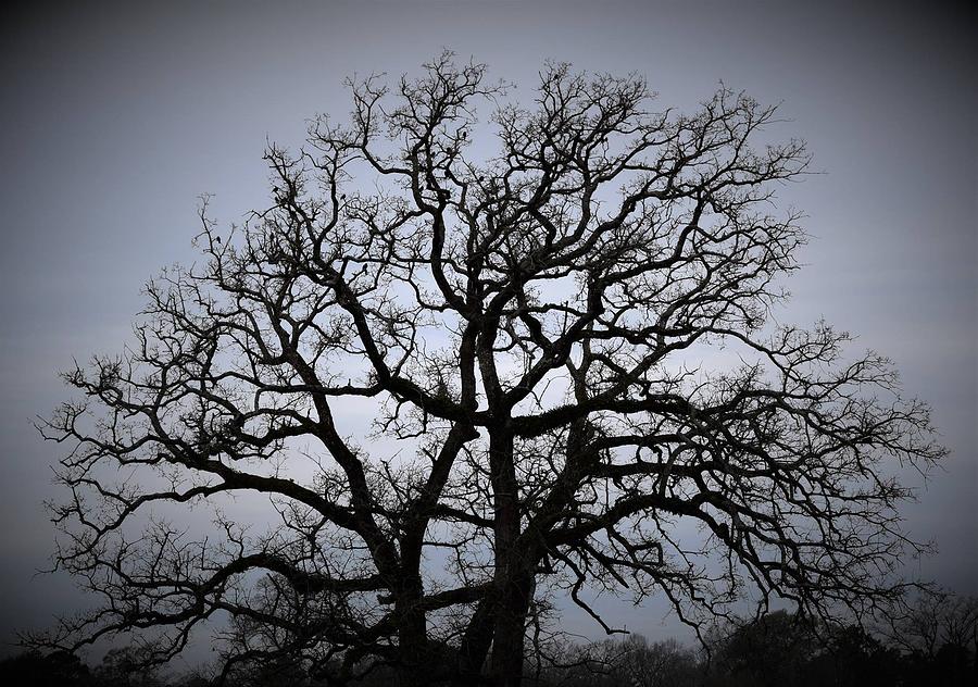 Nature Photograph - This Old Tree by Beverly Kay