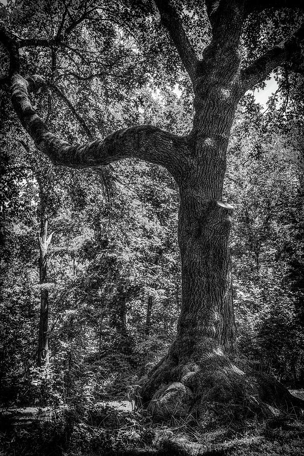 This Old Tree Photograph by Marnie Patchett