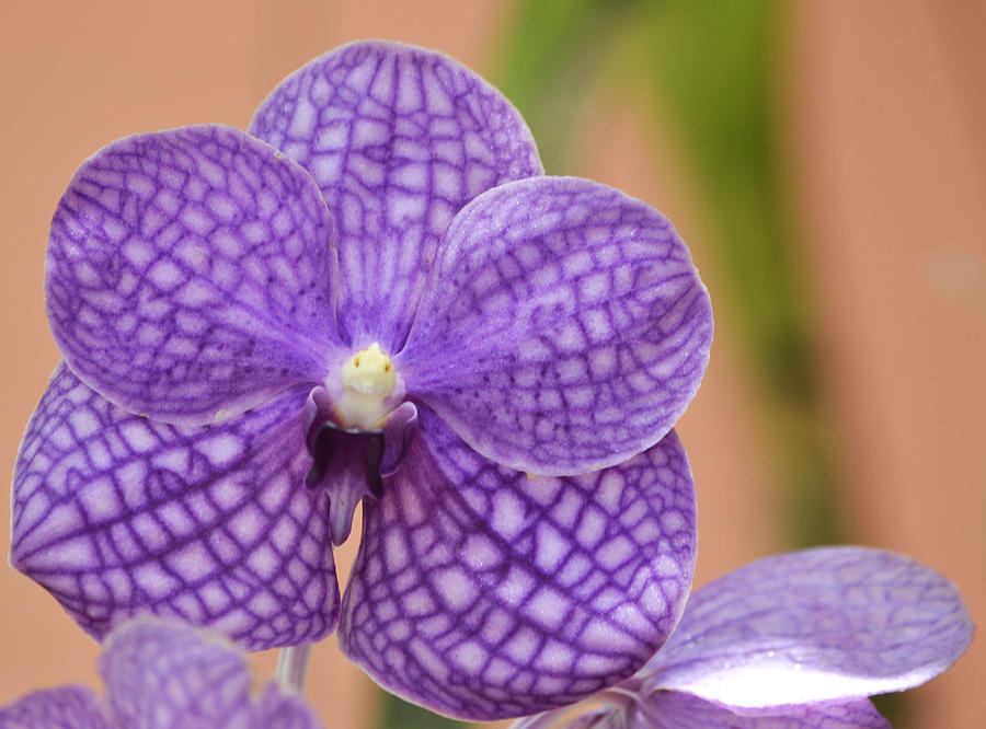 This Orchid Photograph by Melanie Moraga