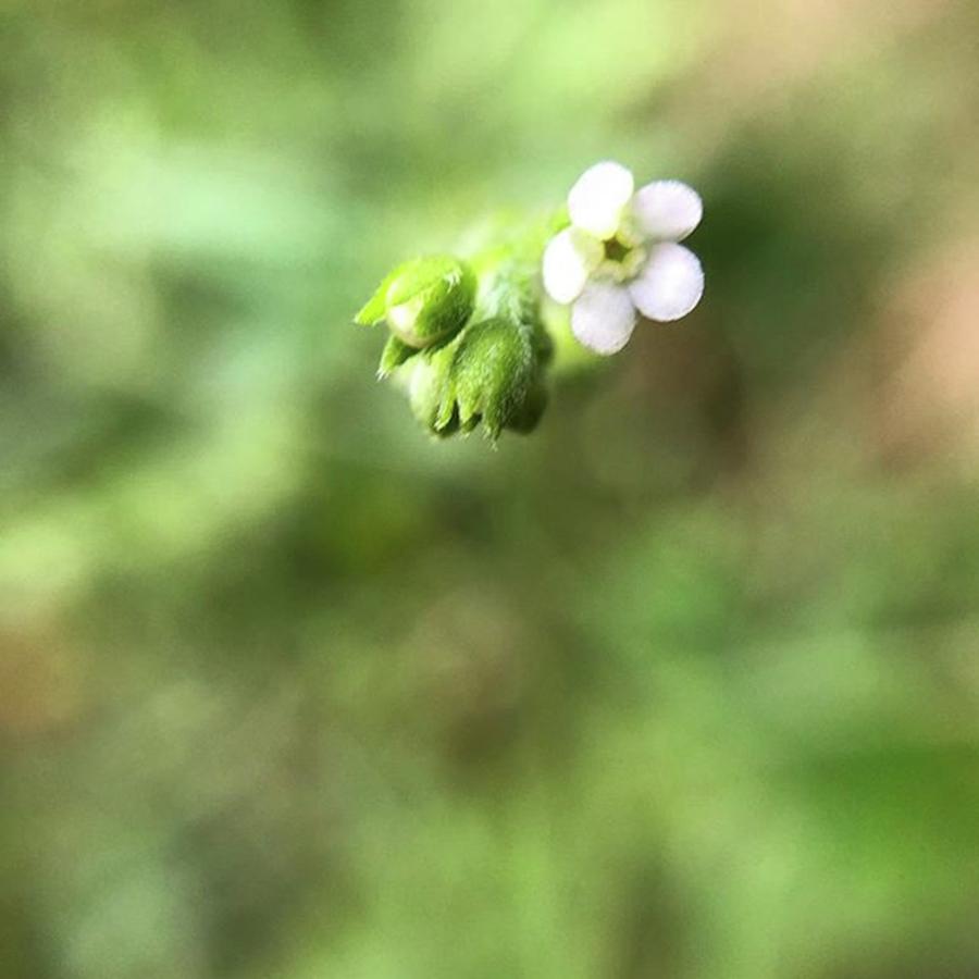 Flower Photograph - This Photo Of A Tiny Houndstooth Flower by Jori Reijonen