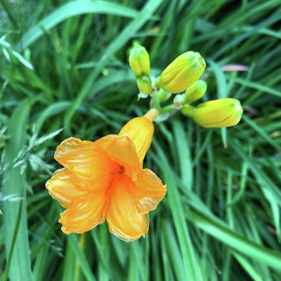 Flower Photograph - This Photo Of An Orange Day Lily by Jori Reijonen
