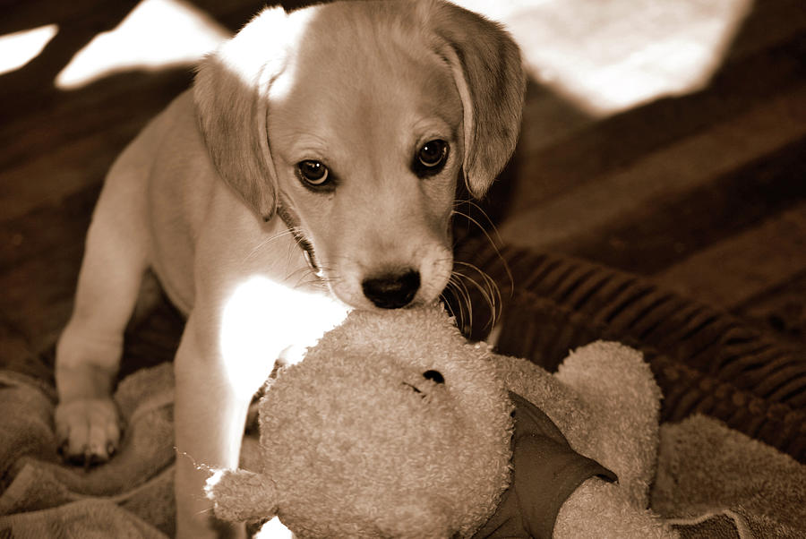 This Pooh is Mine Photograph by Lori Tambakis