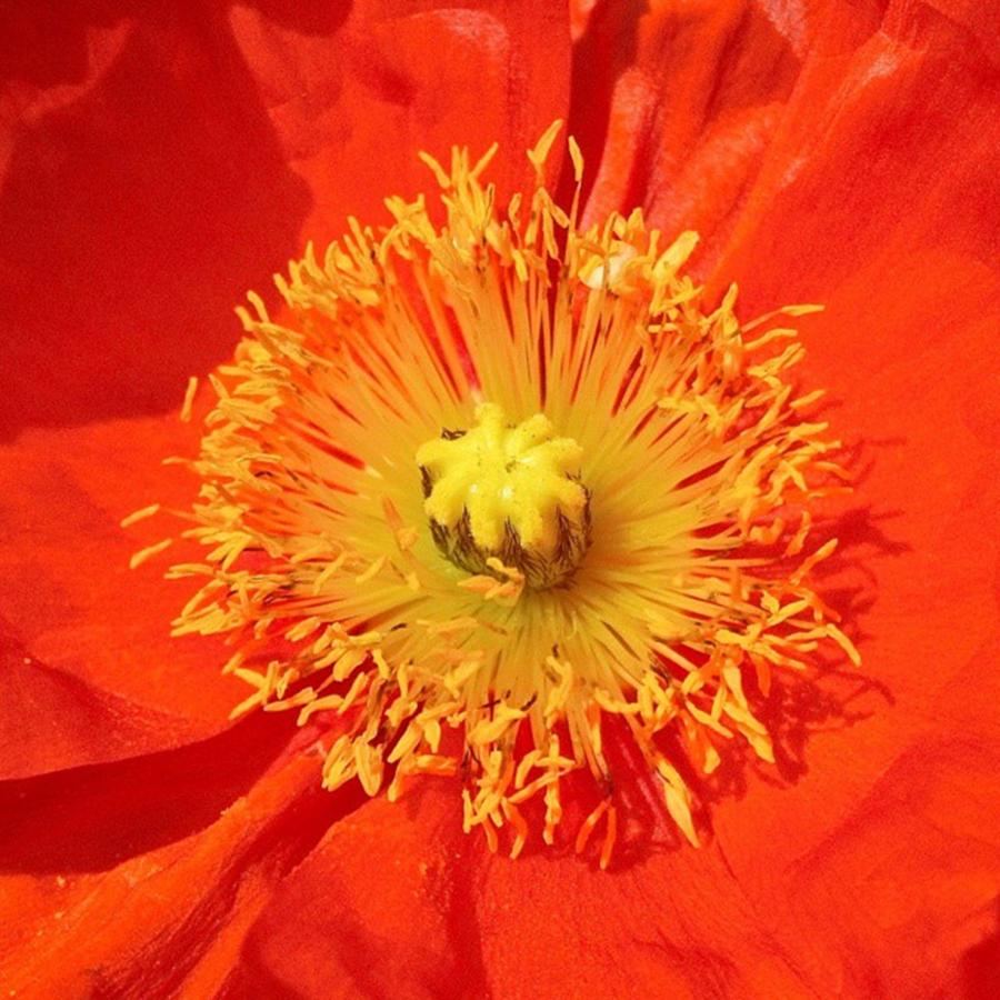 Nature Photograph - This Poppy Pops!

#poppy #poppies by The Texturologist