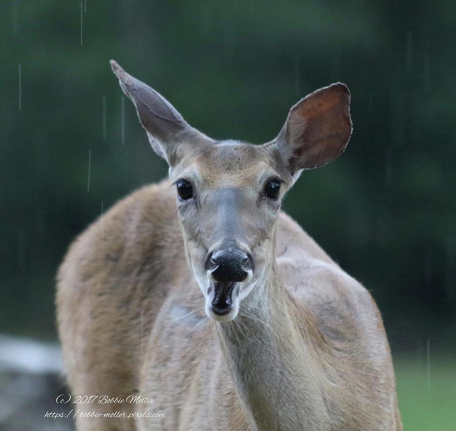 Deer Photograph - This Rain Is Giving Me a Bad Hair Day by Bobbie Moller