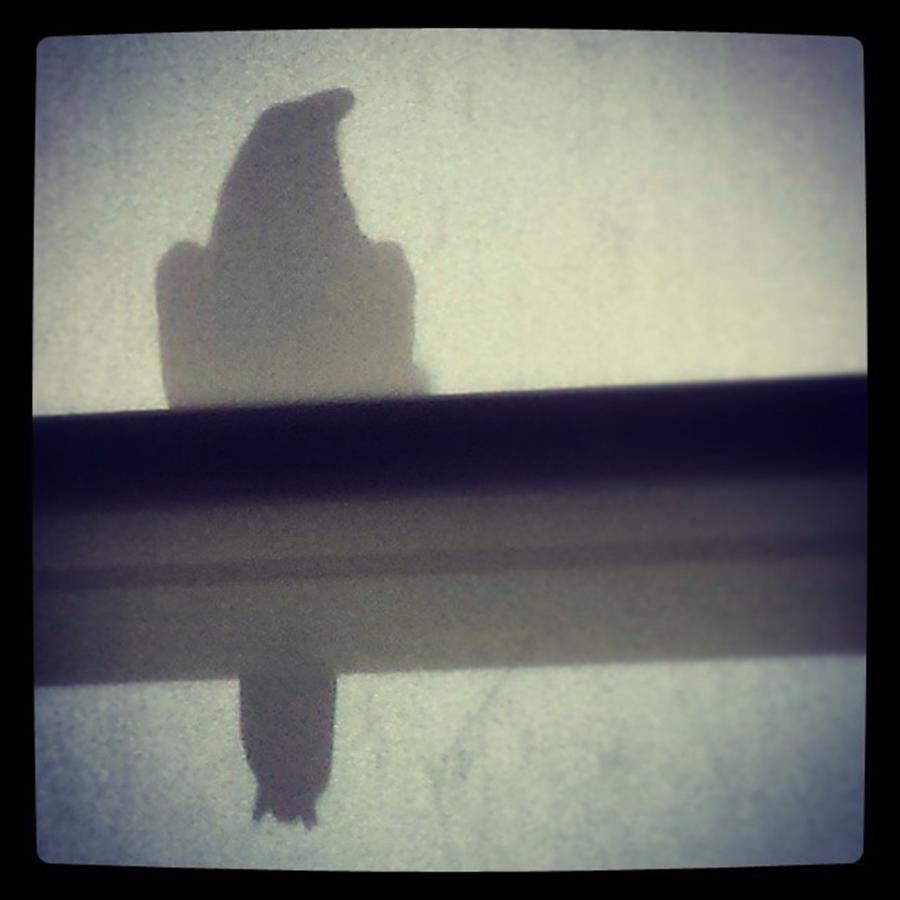 This Raven Visited My Digital Art Class Photograph by Amy-Elyse Neer