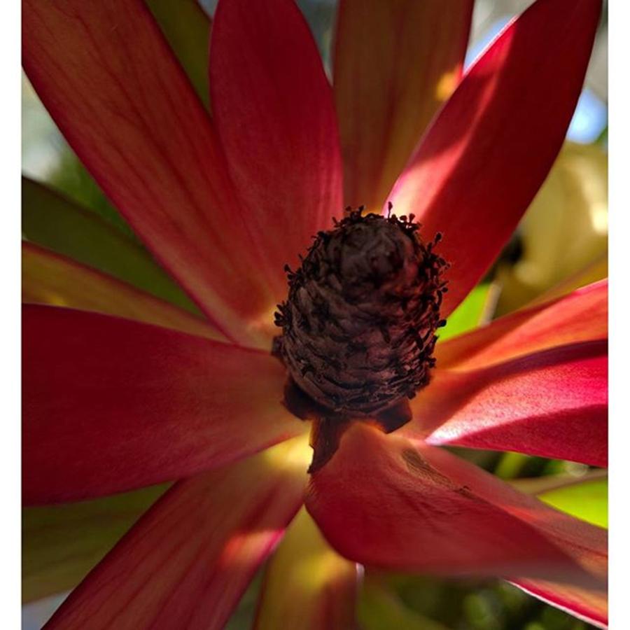 Floral Photograph - This Remnant From Our Thanksgiving by Craig Szymanski