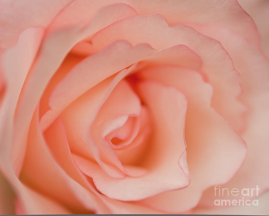 Nature Painting - This Rose Is For You by Nick Boren