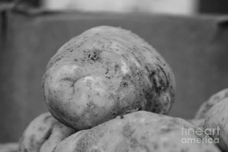 Nature Photograph - This Spuds For You B W by Howard Tenke