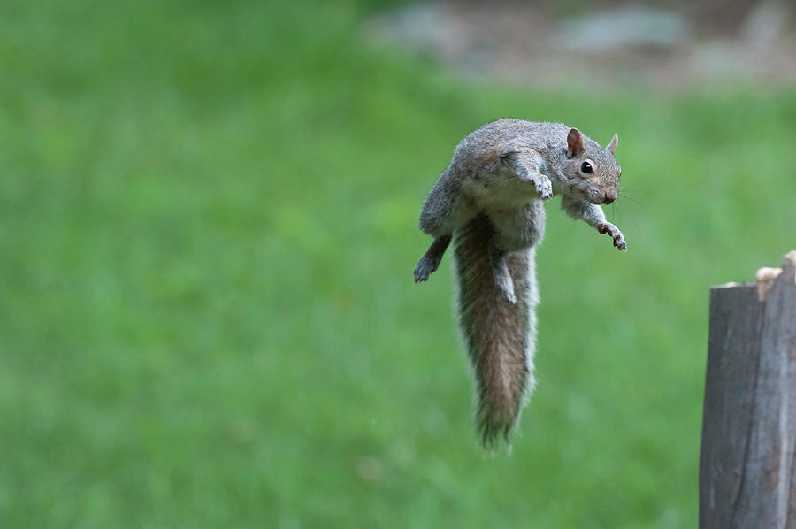 This squirrel can fly Photograph by Dan Friend
