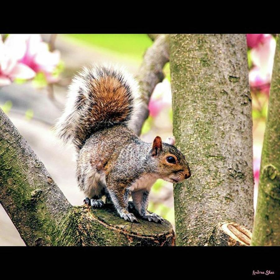 Squirrel Photograph - This #squirrel Was In #centralpark When by Andrea Silas