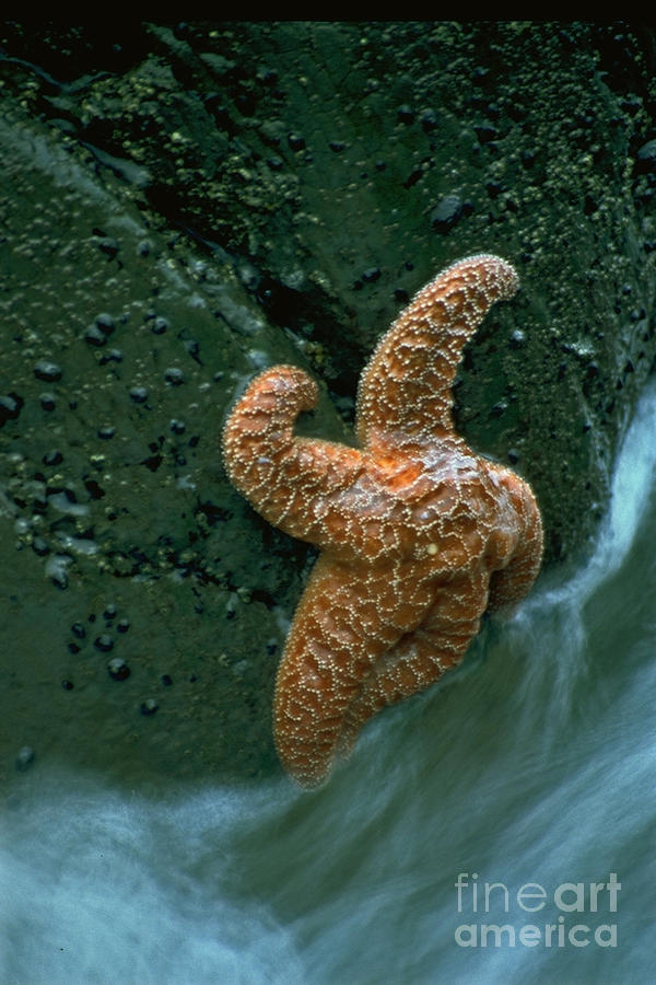 This starfish has a good grip Photograph by Sven Brogren