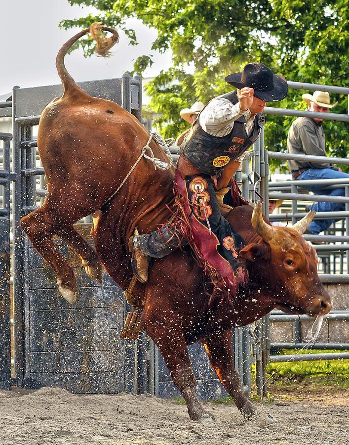 Bull Photograph - This Thing They Call Rodeo by Ron  McGinnis