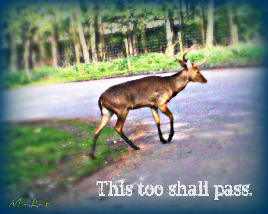 Deer Photograph - This Too Shall Pass by Miriam Leah Herman