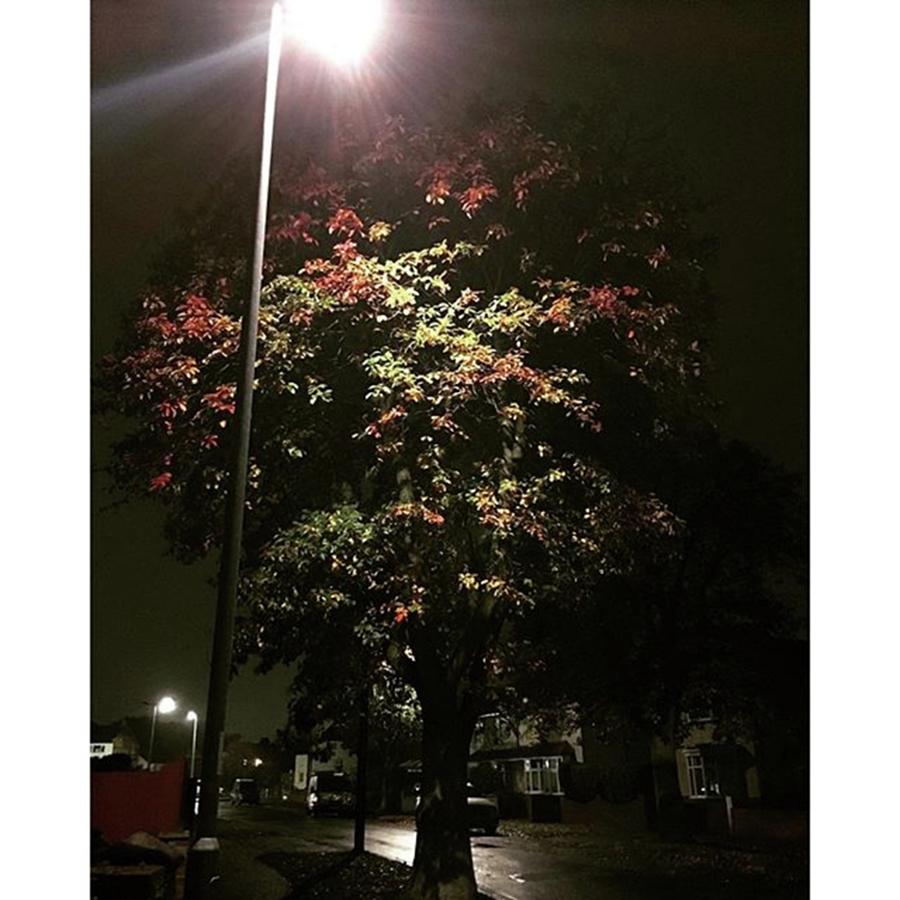 Fall Photograph - This Tree Has Its Own Spotlight #werkit by Rachael Purdy