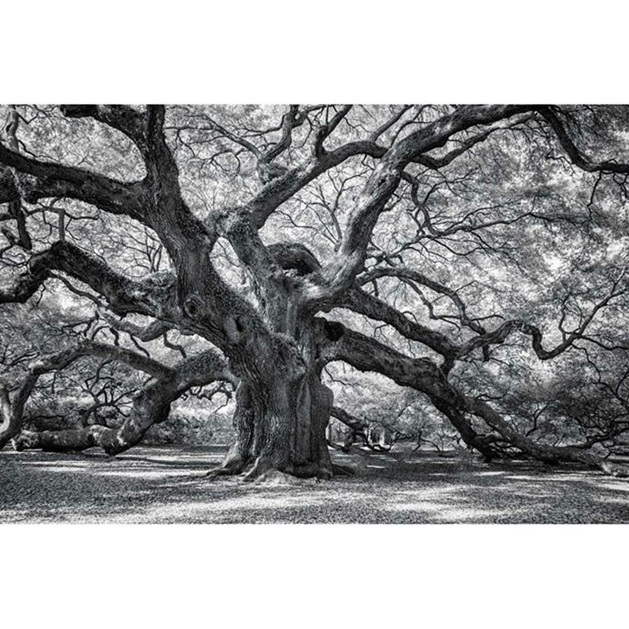 This Tree Is Located In Charleston Photograph by Jon Glaser