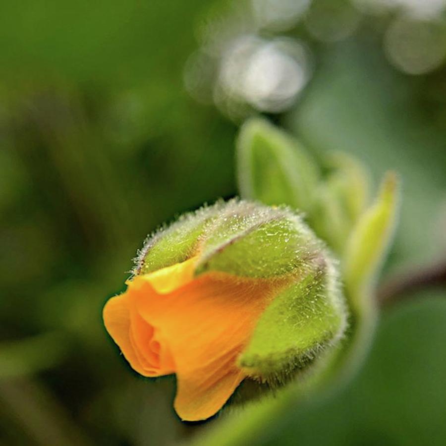 Flower Photograph - This Velvetleaf Flower (abutilon by Jori Reijonen