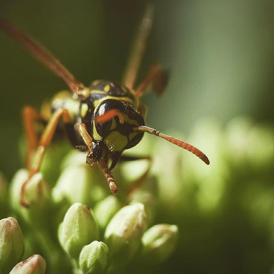Pentax Photograph - This Wasp Is Cleaning Himself After by Todd Lutz