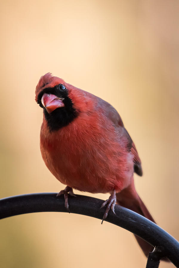This Way Male Cardinal NJ Photograph by Terry DeLuco
