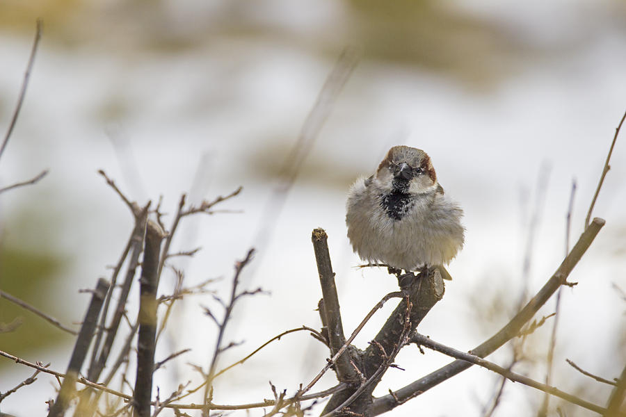 Sparrow Photograph - This weather is for the birds - House Sparrow - Passer domestics by Spencer Bush