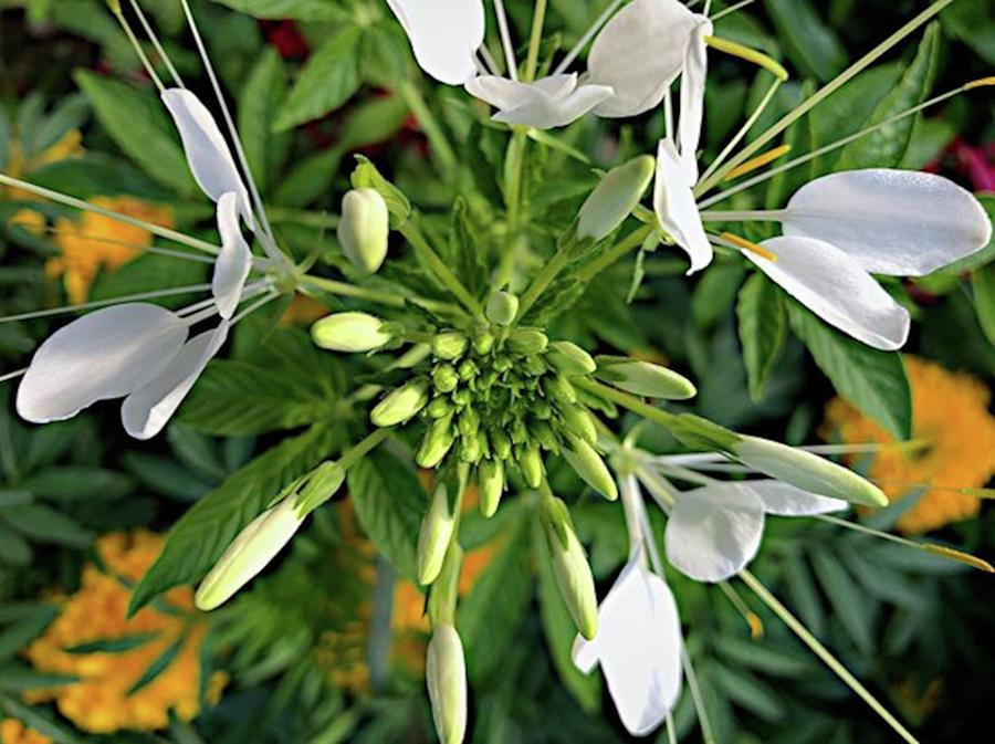 Flower Photograph - This White Queen Cleome Flower (cleome by Jori Reijonen