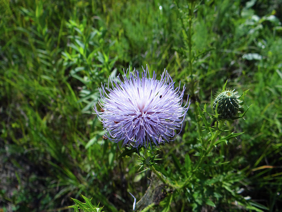 Nature Photograph - Thistle 2 by Jamie Johnson