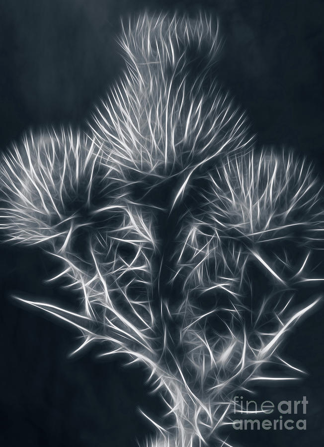 Thistle Abstract BW2 Digital Art by Mellissa Ray